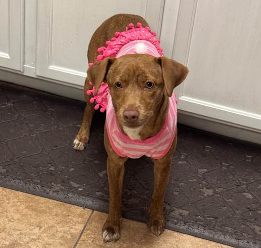 Photo of Cinnamon 