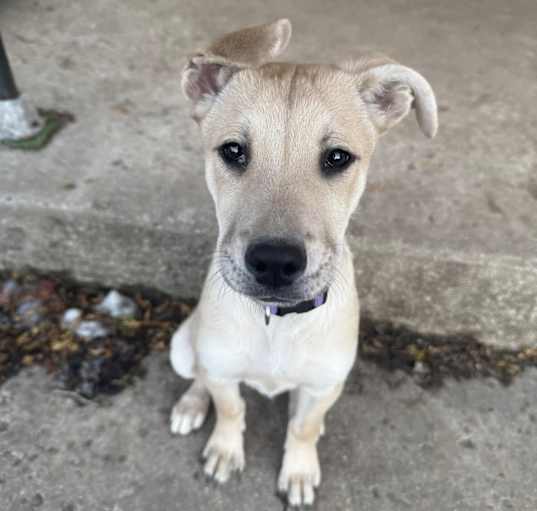 Photo of Violet