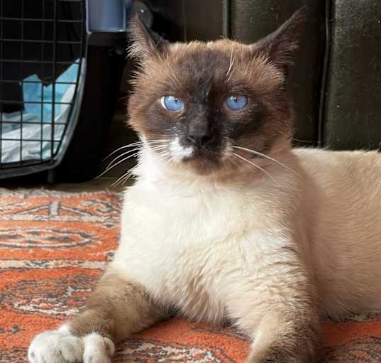 Photo of Mitts