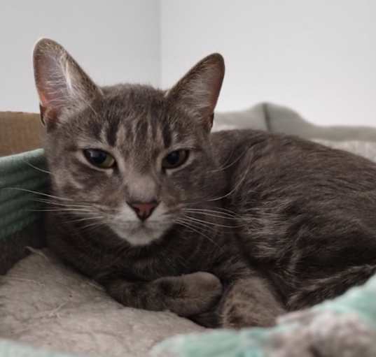 Photo of Nyla