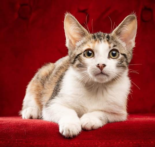 Photo of Sonya