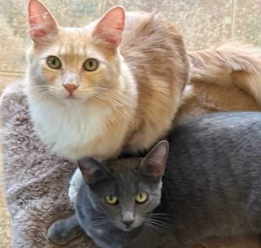 Photo of Pebbles