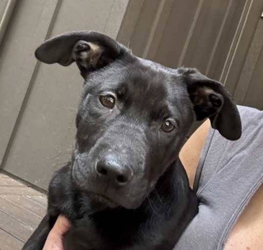 Photo of Samson