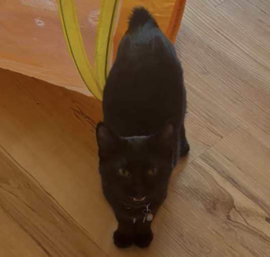 Photo of Bear bonded with Mimi