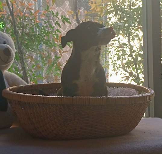 Photo of Rosie