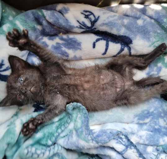 Photo of Mavis