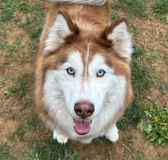 Photo of Floki