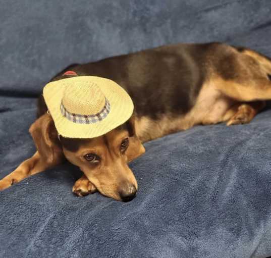 Photo of Teddy