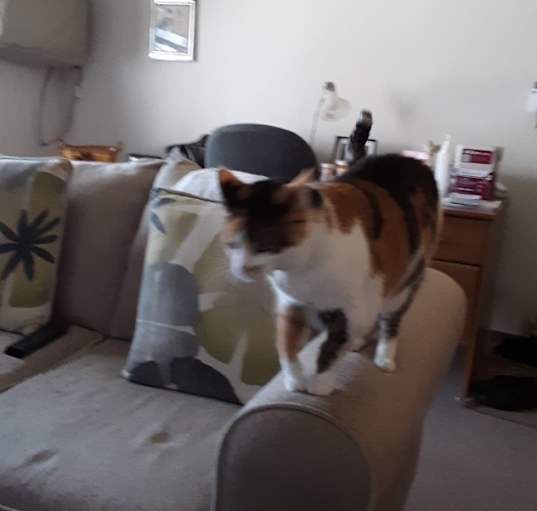 Photo of Cali