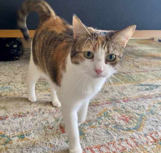 Photo of Nelly