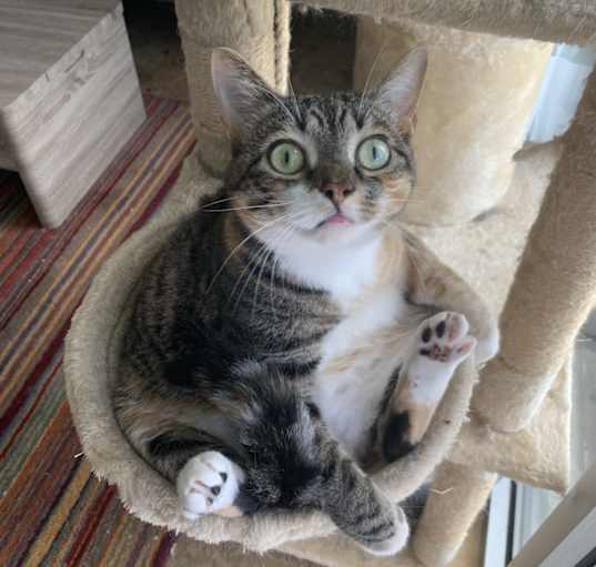 Photo of Nymeria