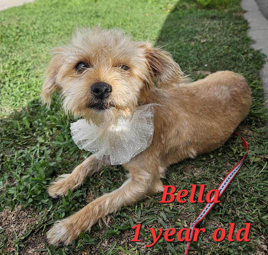 Photo of Bella