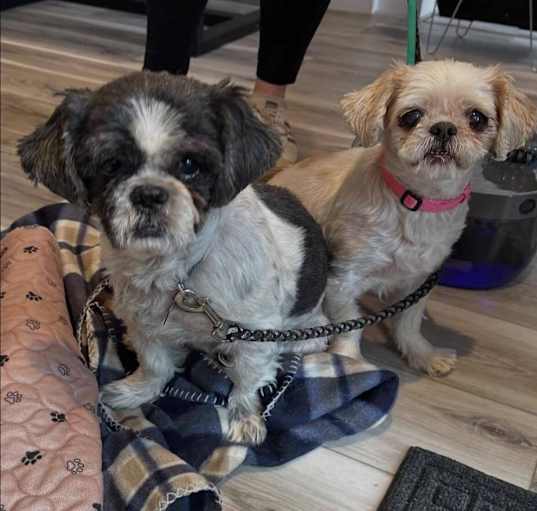 Photo of Leo and Chloe - Bonded Senior Pair