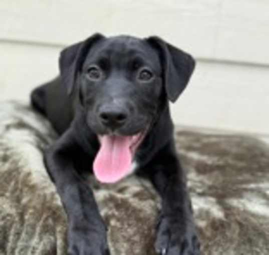 Photo of Rufus