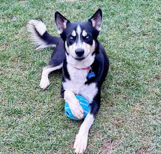Photo of Blue **courtesy post