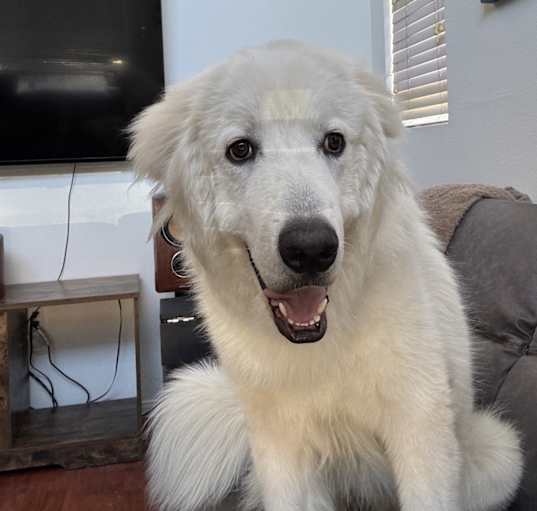 Photo of Casper