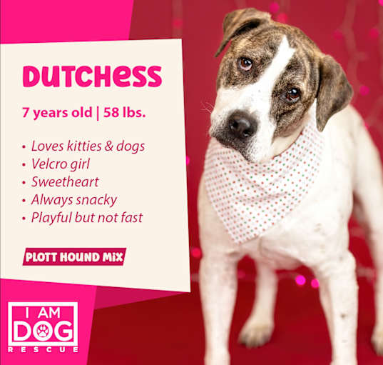 Photo of Dutchess