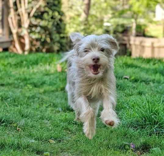 Photo of Kooper