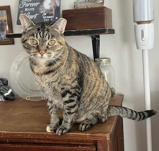 Photo of Cannoli