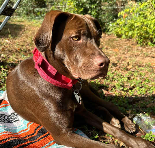 Photo of Cocoa