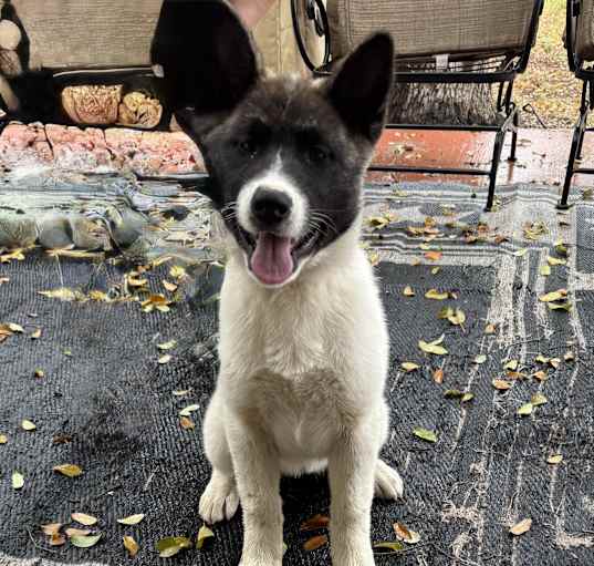 Photo of Annie