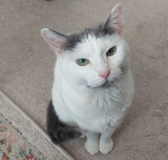 Photo of Cupcake