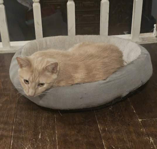 Photo of Blaze