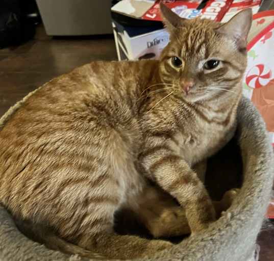 Photo of Flapjack