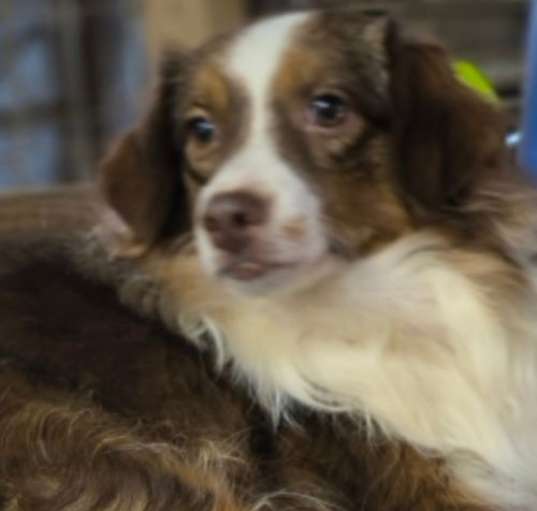 Photo of Starla