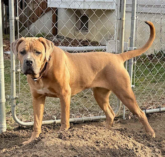 Photo of Harley