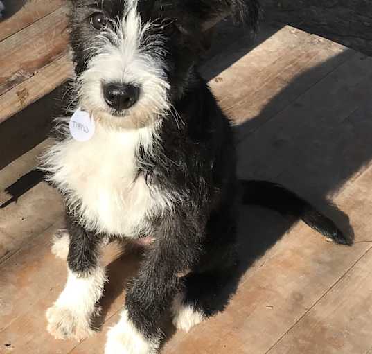 Photo of Tibby