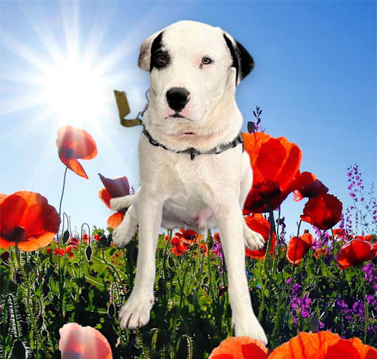 Photo of Oreo