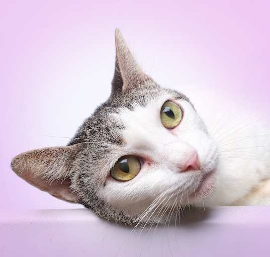 Photo of Mesik C