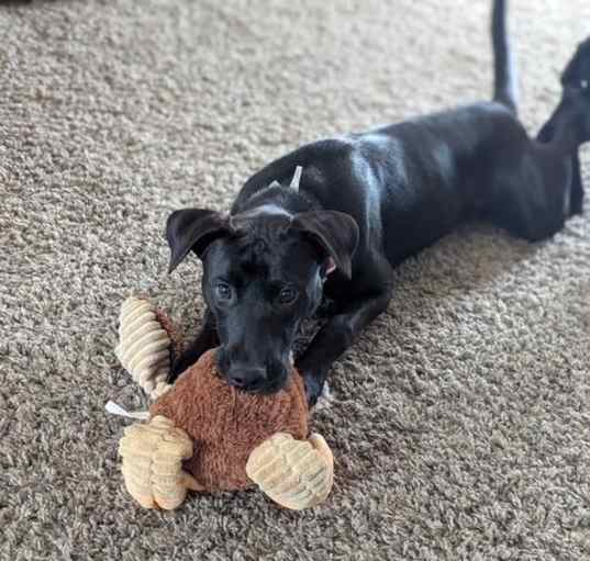 Photo of Ember
