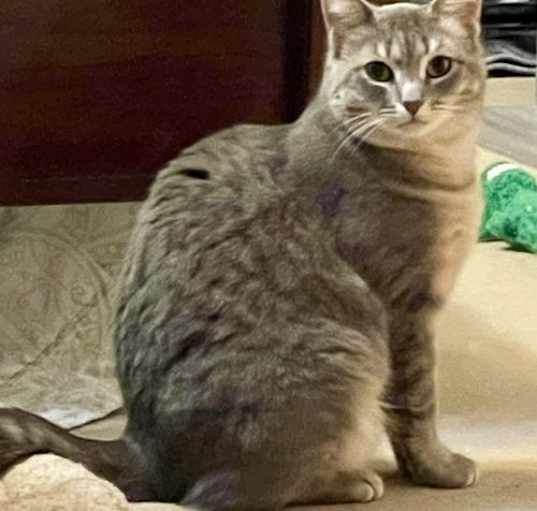Photo of Telly (Barn Kitty)