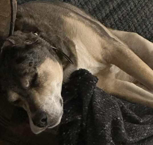 Photo of Coco