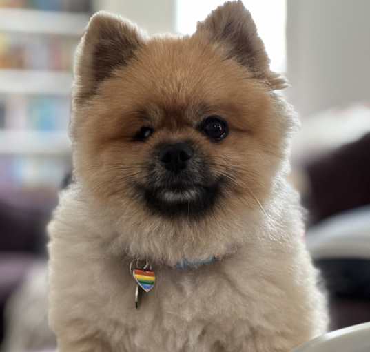 Photo of Coco