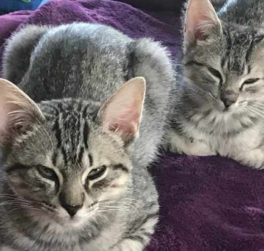 Photo of Rocky and Blue