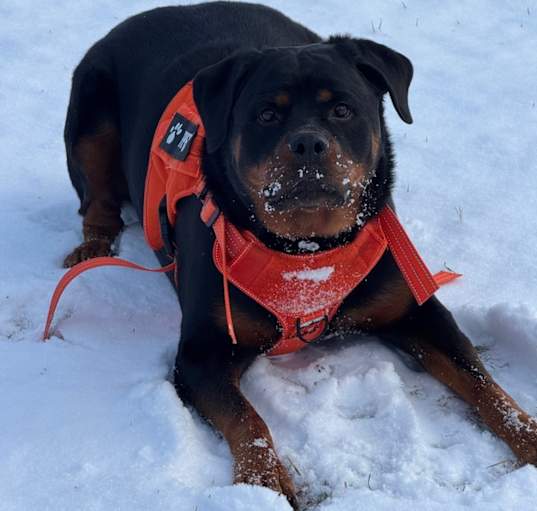 Photo of Pepper