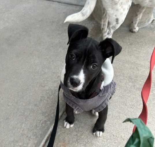 Photo of DaVinci