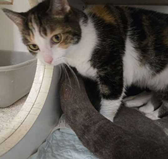Photo of Scout