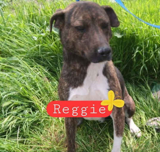 Photo of Reggie