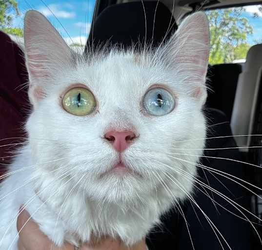 Photo of Honeydew