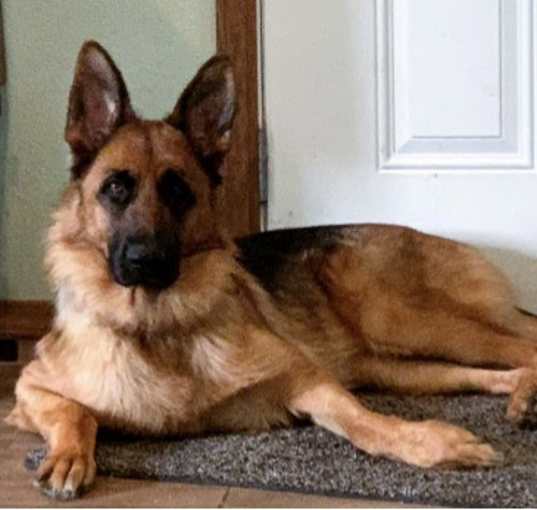 Photo of Rosie