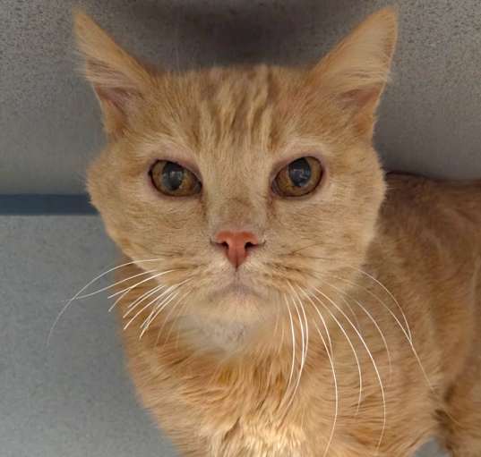 Photo of Pumpkin