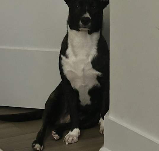 Photo of Zola