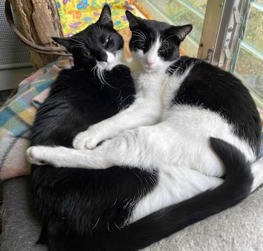 Photo of Evie & Una