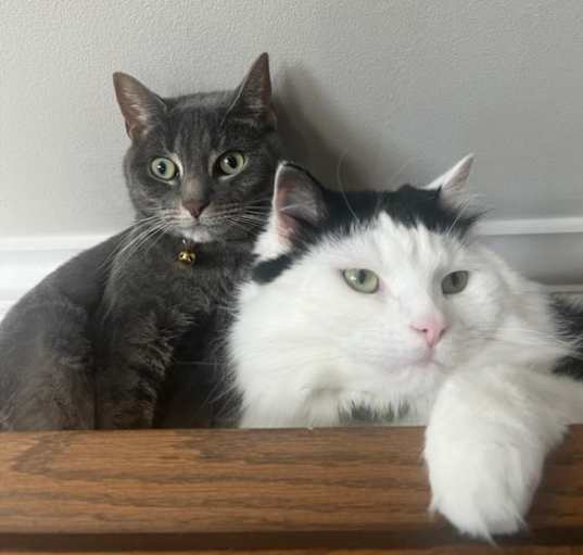 Photo of Oreo and Ziggy