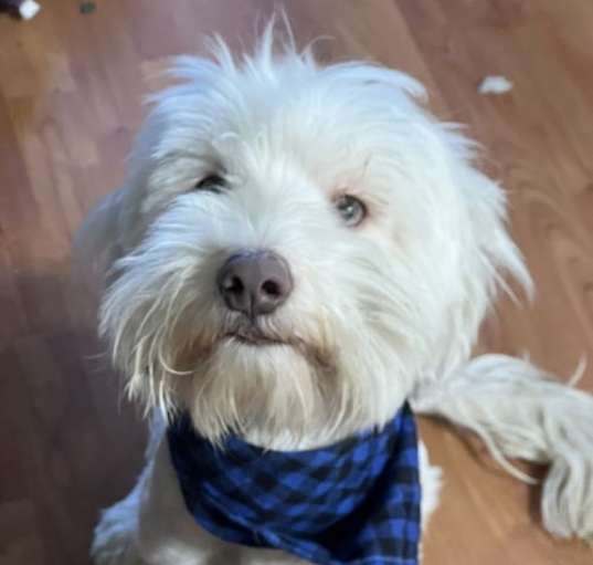 Photo of Riley