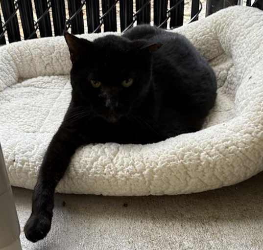 Photo of KITTERS